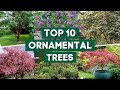 10 Most Popular Ornamental Trees For Your Garden PlantDo Home Garden