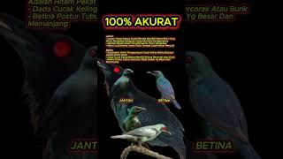 Download lagu ciri ciri cucak keling jantan dan betina 100% akurat #cucakkeling mp3