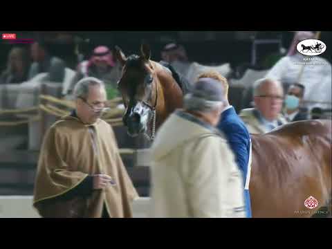N 457 GAZWAN AL NASSER   Katara Int  Arabian Horse Festival 2022   Stallions 11+ Years Old Class 12