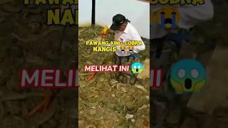 Download lagu Pawang Ular Paling Berbisa Di Dunia #shorts #kingcobra #snake mp3