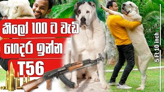 කිලෝ 100 ට වැඩි ගෙදර ඉන්න T56 | The Wolf Crusher | Central Asian Shepherd | Alabai | Pet Talk