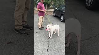 Video preview image #1 American Pit Bull Terrier Puppy For Sale in Pasadena, CA, USA