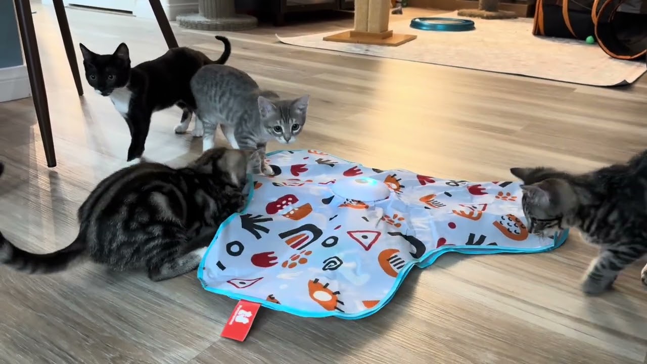 Enlarge Tortellini, a Adoptable Domestic Short Hair in Oceanside, CA video 6/6
