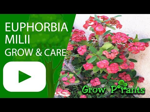 Euphorbia milii - grow & care