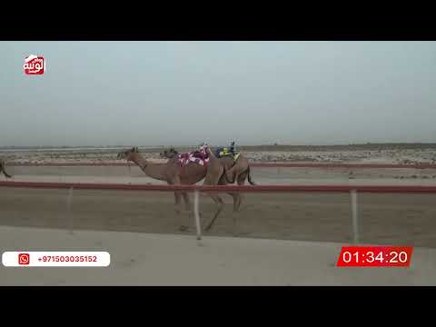  ش 7 (الذهب) لـ عبيد غصاب بالخالص العامري 4:42 ، شارة الشيخ طحنون 2026/8/04 لقايا السمحه