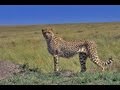 TANZANIA SERENGETI