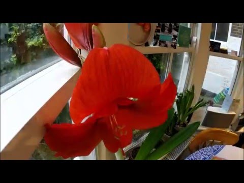Amaryllis Flower Timelapse - 7 weeks in 1 minute