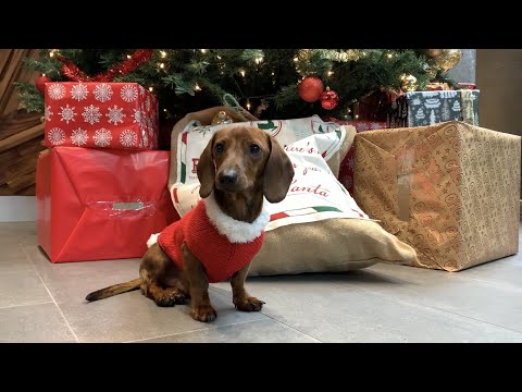 Mini dachshund’s first Christmas