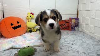 コーギーの動画01