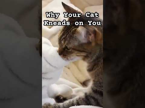 Why Your Cat Kneads on You 🐾🍞🐈