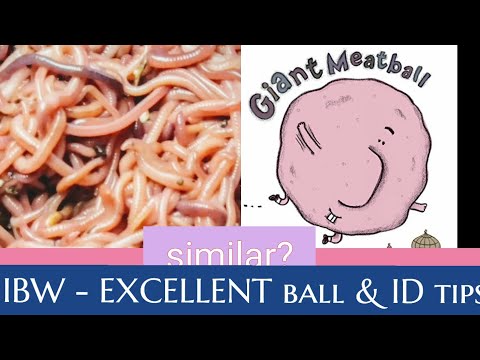 IBW's - BIG 🪱 balls & ID tips (Indian blue worms)