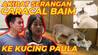 AKIBAT S3RANGAN CARACAL BAIM NY3RANG KUCING PAULA..!! AKIBAT S3RANGAN CARACAL BAIM NY3RANG KUCING PAULA..!!