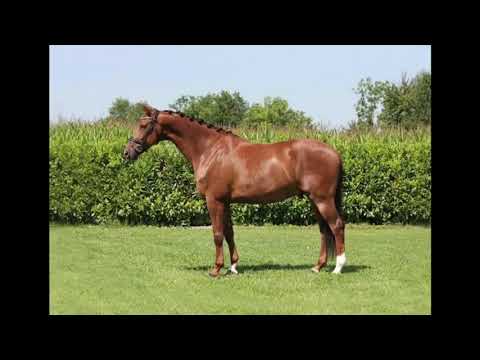 2015 KWPN Wallach von/gelding by VIVALDI www.sporthorses-online.com