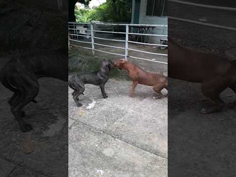 Quem briga é pitbull. Aqui foi disputa. #doglover #pitbull @brunokapf