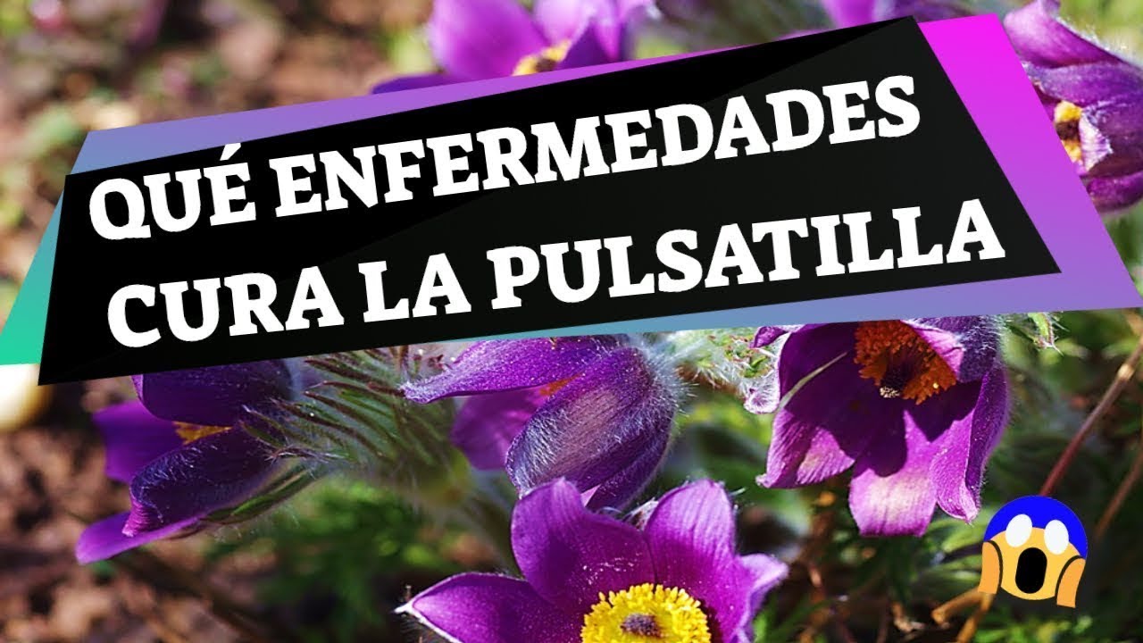 Watch Now 🌺 Pulsatilla Para Que Sirve ✅ Usos, Propiedades Y Beneficios: Pulsatilla Homeopatía 👇🏻 🌺 Pulsatilla Para Que Sirve ✅ Usos, Propiedades Y Beneficios: Pulsatilla Homeopatía 👇🏻