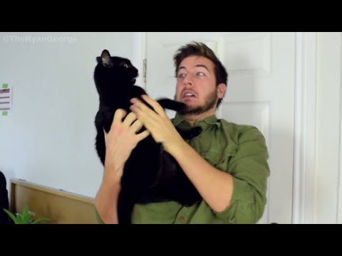 Cats That Don't Like Being Picked Up - YouTube