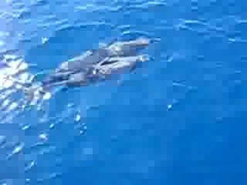 download lagu mp3 mp4 Baani Adventurer, download lagu Baani Adventurer gratis, unduh video klip Baani Adventurer