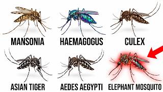 Todos los Mosquitos y las Enfermedades que Transmiten Explicados en 13 Minutos