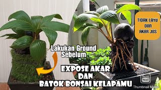 Bongkar Ground Bonsai dan Expose Akar dan Batok Bonsai Kelapa Gaya Nungging Mp4 3GP & Mp3