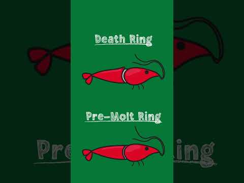 Identifying The White Ring Of Death - Shrimp Molting Problems #shrimpkeeping #aquariums