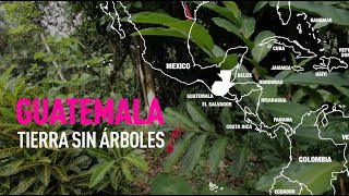 preview picture of video 'Guatemala, tierra sin árboles, caña de azúcar y daños medioambientales'