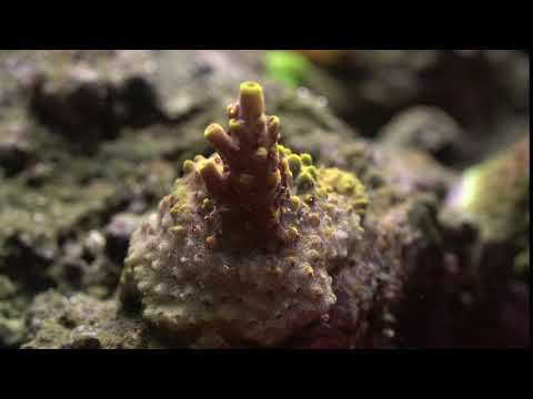 download lagu mp3 mp4 Rr Pink Floyd, download lagu Rr Pink Floyd gratis, unduh video klip Rr Pink Floyd