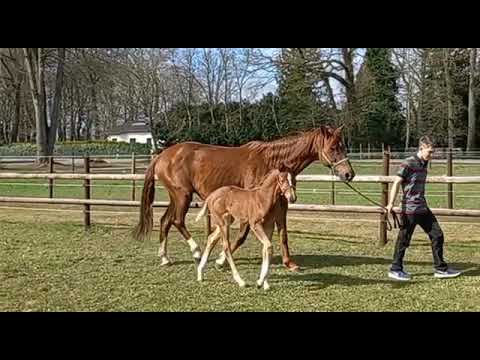 Sezuan's Donnerhall Stutfohlen 2022