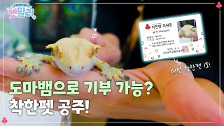 펫밀리 최초 파충류 등장?! ㅣ슈퍼스타 펫밀리 이진아 기부자님&공주 편