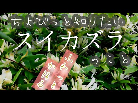 ファイアスイカズラ 植物