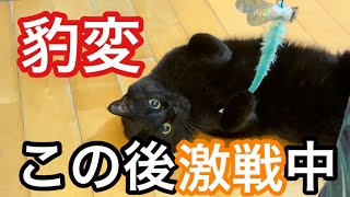 構ってモードの黒猫キキ→突然トンボと激戦に突入