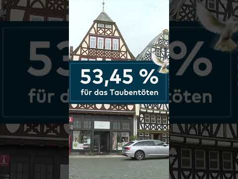 DEUTSCHLAND: Tauben-Tötung - Die Plage von Limburg! Die Emotionen kochen hoch! #shorts