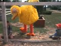 Follow That Bird Easy Going Day
