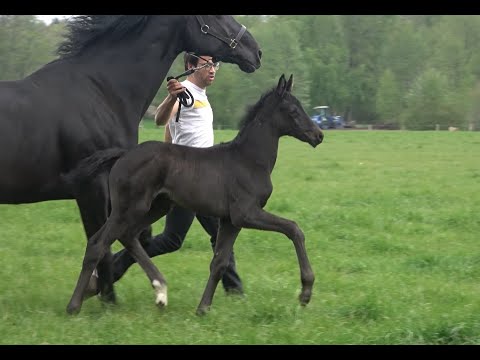 *2020 Stute von Fürst Wilhelm - Heinrich Heine