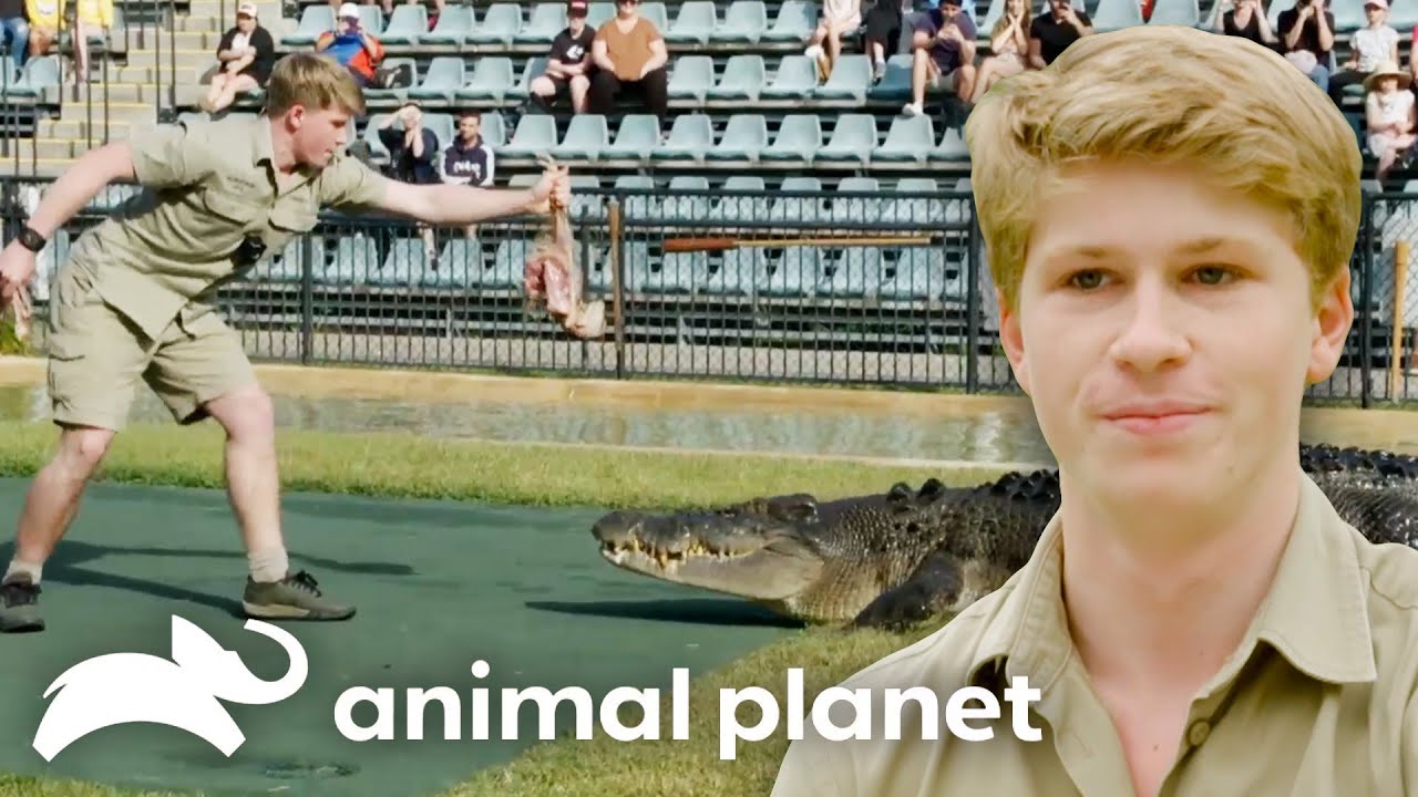 Robert Irwin's Dance with Deadly Reptiles 🐍 Crikey! It's the Irwins | Animal Planet