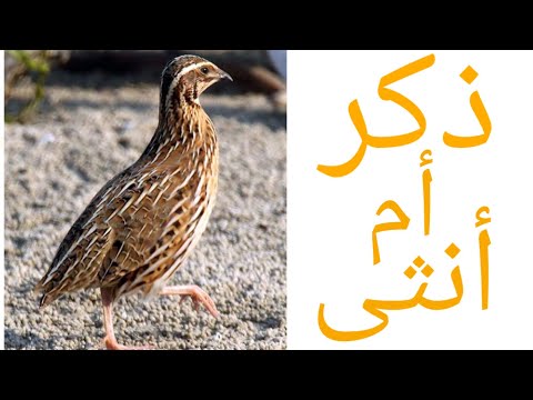 , title : 'طريقة معرفة أن السمان ذكر أم أنثى  ( الفرق بين ذكر وانثى ) طائر السمان - Quail male or female'