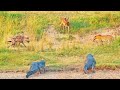 Impala Battles Leopard, Crocodiles and Hyenas