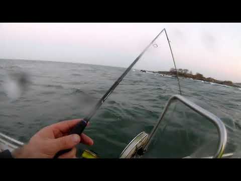 Ammattimies Aku Isomäki Meritaimen heittokalastus mertsari