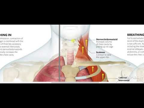 Mechanics of breathing 7