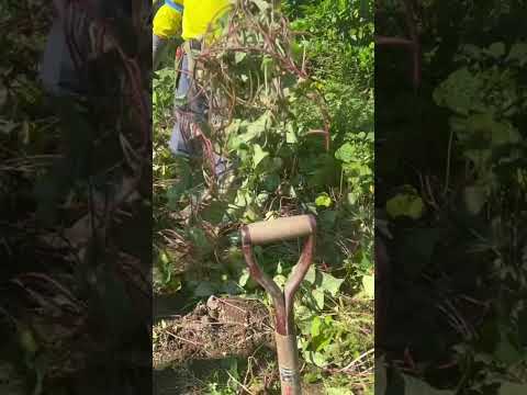 園芸 塊茎キンレンカ