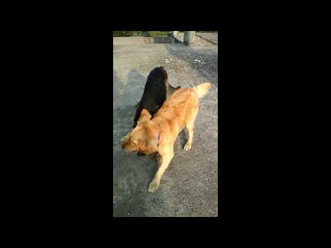 gsd and golden retriever having fun