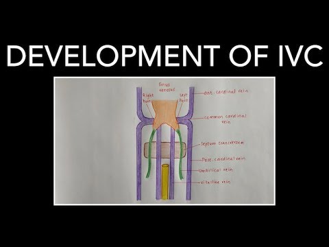 DEVELOPMENT OF INFERIOR VENA CAVA