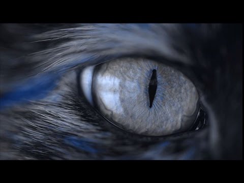 Dr. Shinto - Dying Relation feat. Sophie Rimheden