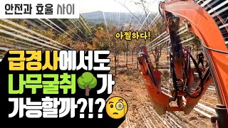 가파른 급경사지 농장에서도 나무도 굴취가 가능할까? 느티나무 R15 굴취 현장 속으로 | 나무대장