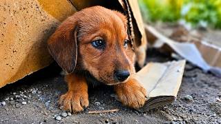 She Was Scared To Death After Being Left Alone