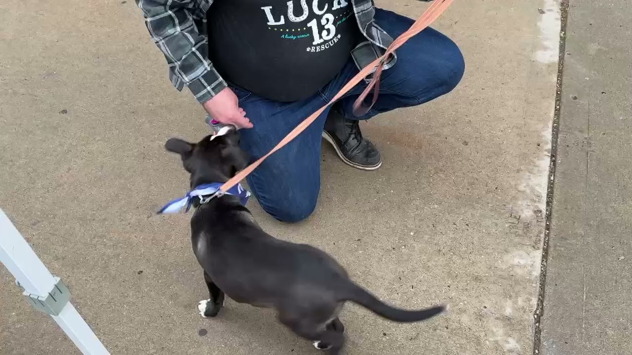 Enlarge Jack, a Adoptable mixed breed in Kansas City, MO video 6/6