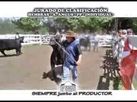 DE FRENTE AL CAMPO en la JURA de CLASIFICACIÓN -HEMBRAS-PP-ANGUS- en EXPO ACHA 2013- (6° Parte)