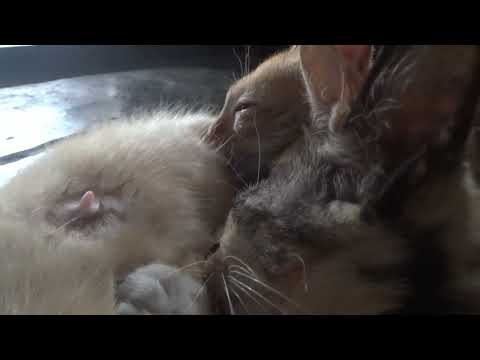 Kittens drinking milk from their mother. | Mother cat breastfeeding. | Purring sound