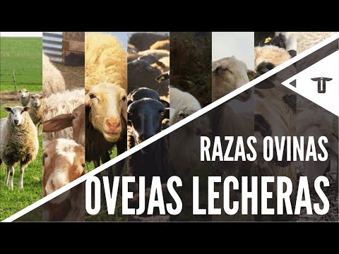 , title : 'Las mejores ovejas lecheras | Razas ovinas'