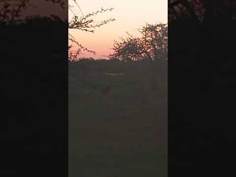 Atardecer Carpinchesco, en Mercedes Corrientes!