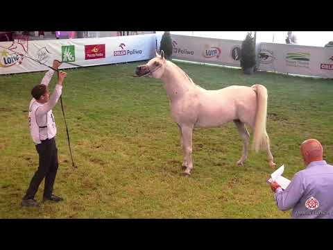 N 138 PSYCHE KERET   2020 PRIDE OF POLAND   42nd Arabian Horse National Show   7 Years Old and Older